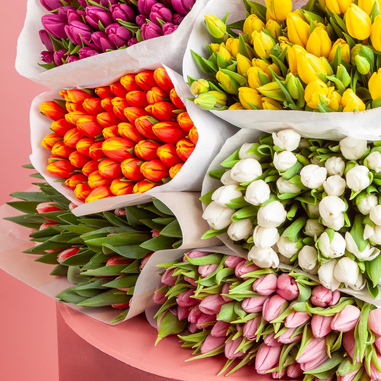 Promo Tulpen