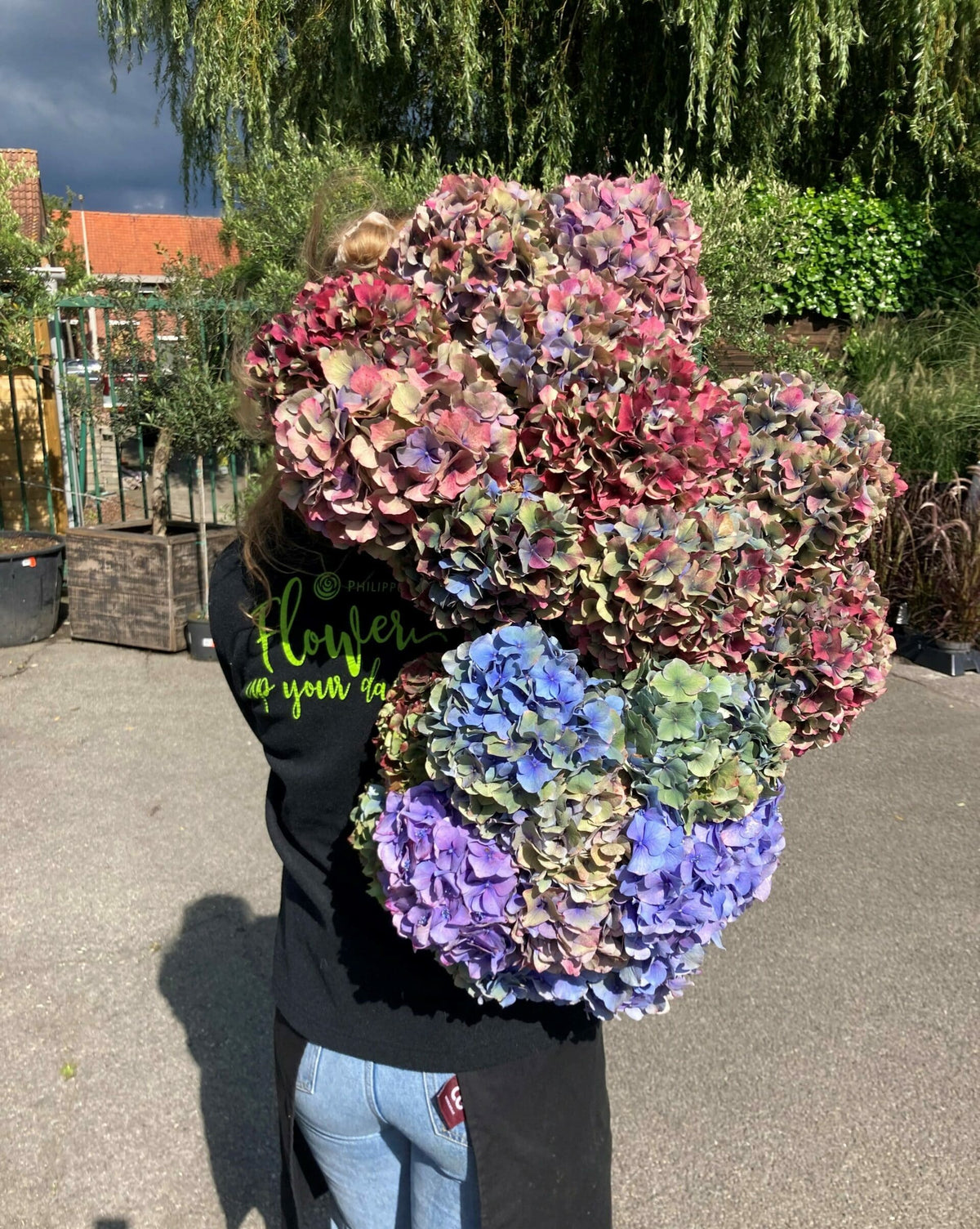 Promo Franse Hortensia