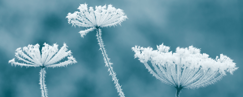 Brrr buiten, bloemen binnen