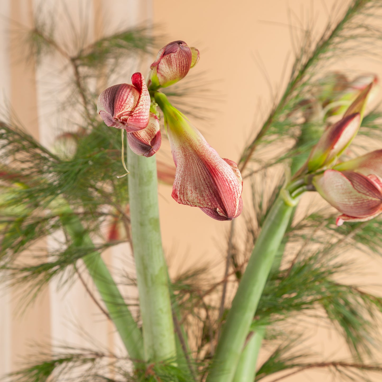 Boeket Amaryllis