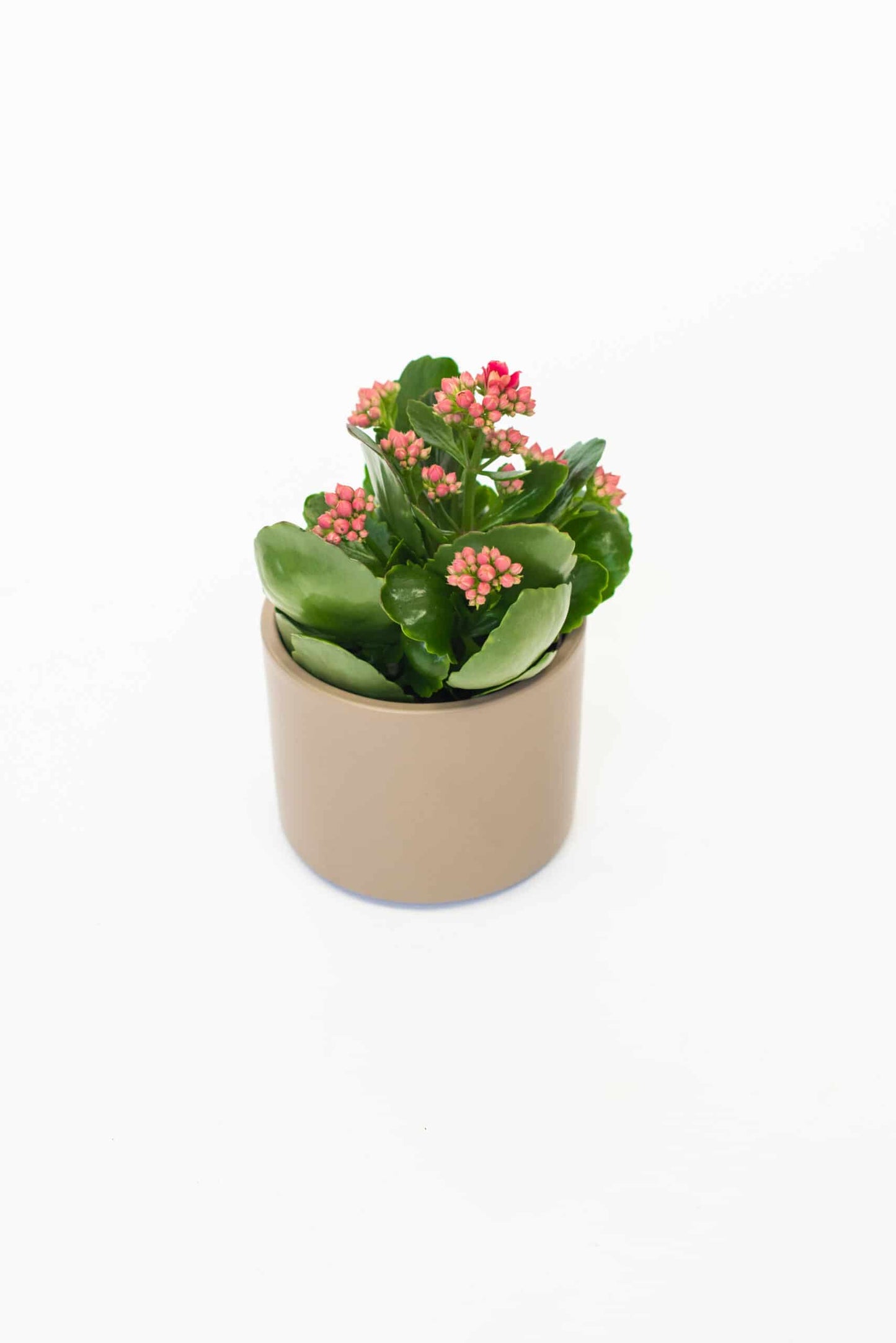 Kalanchoe in bijpassende pot