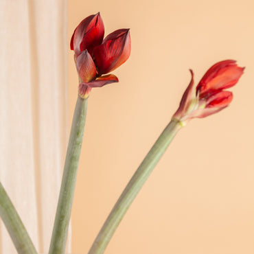 Promo Amaryllis
