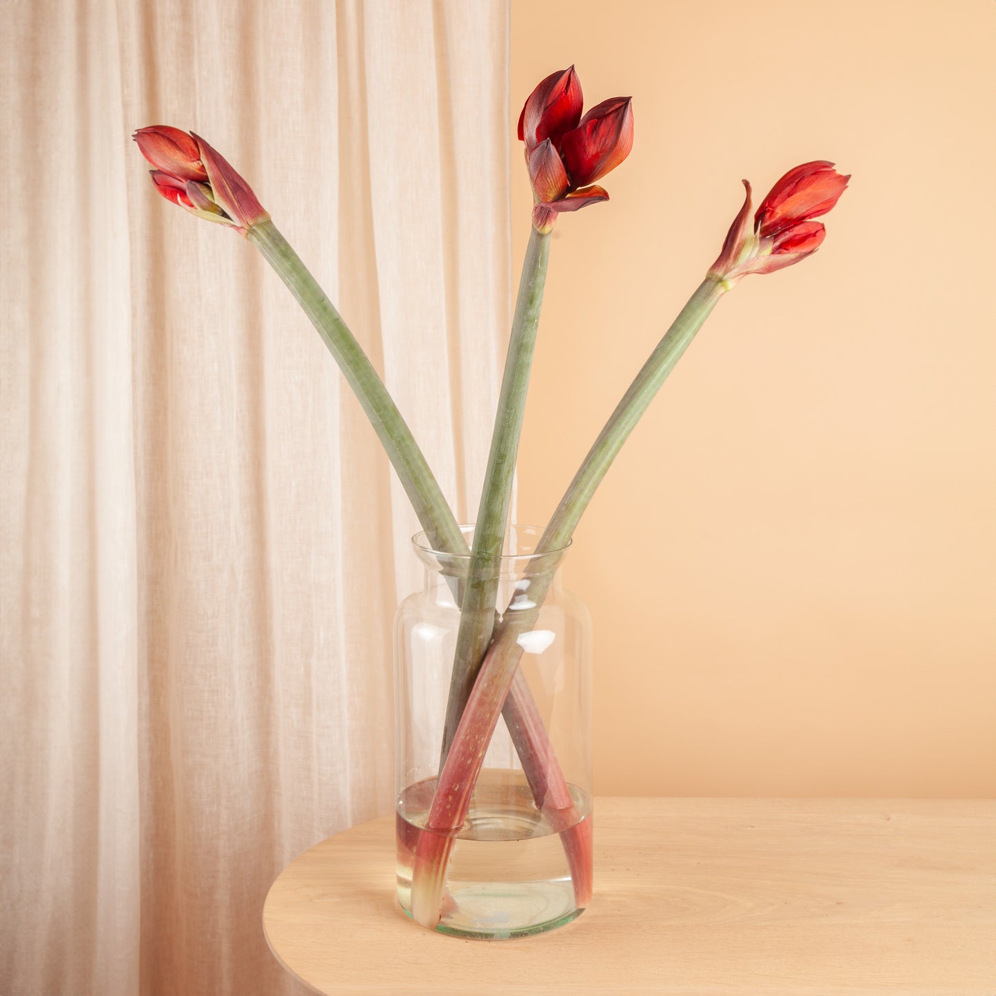 Promo Amaryllis