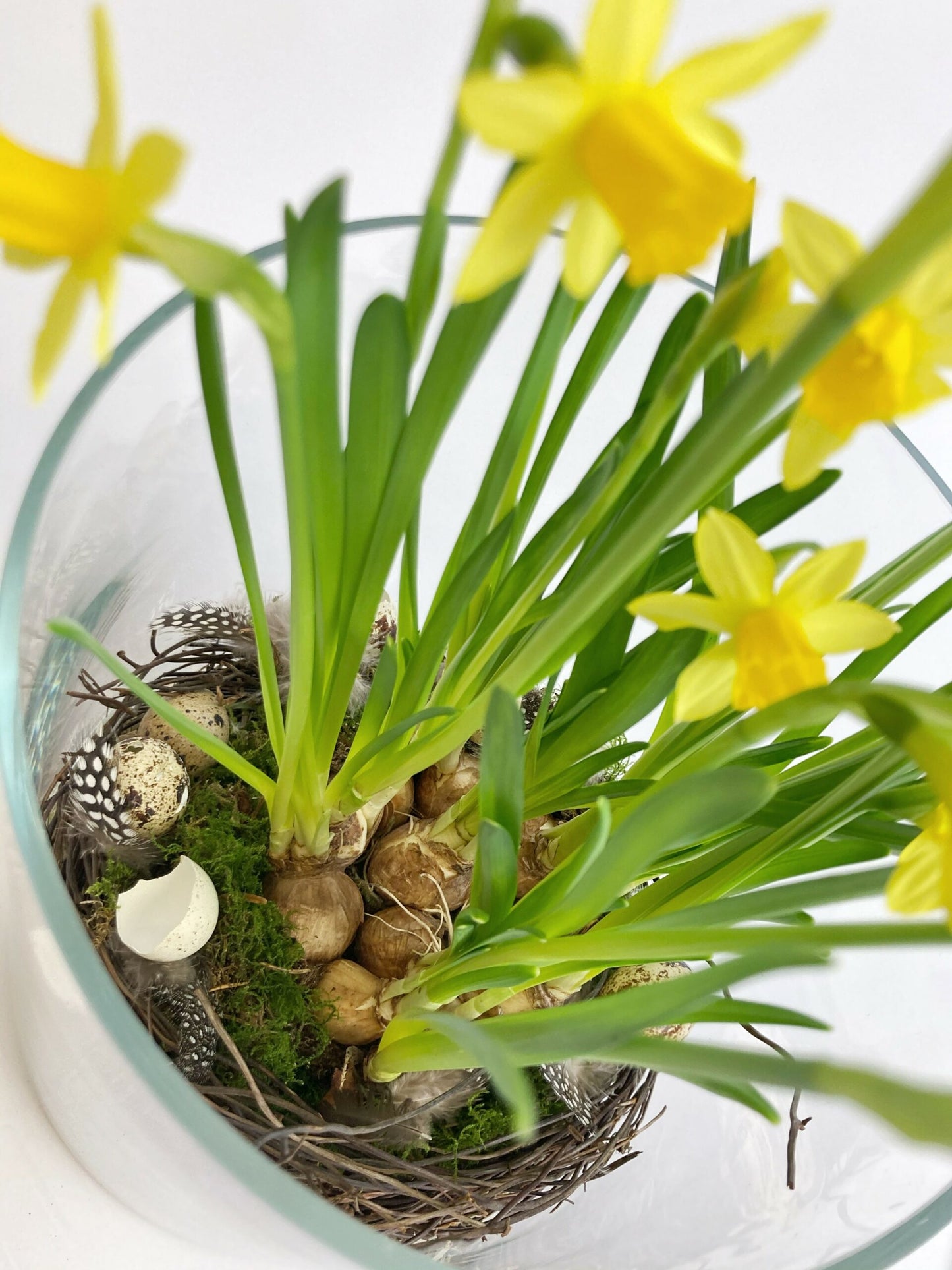 Narcissen, tête à tête op z'n Paasbest