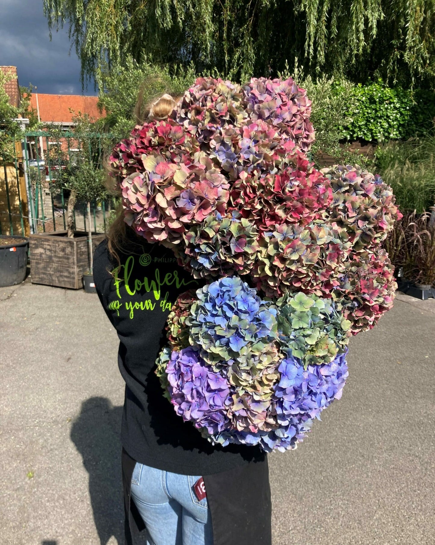 Promo Franse Hortensia