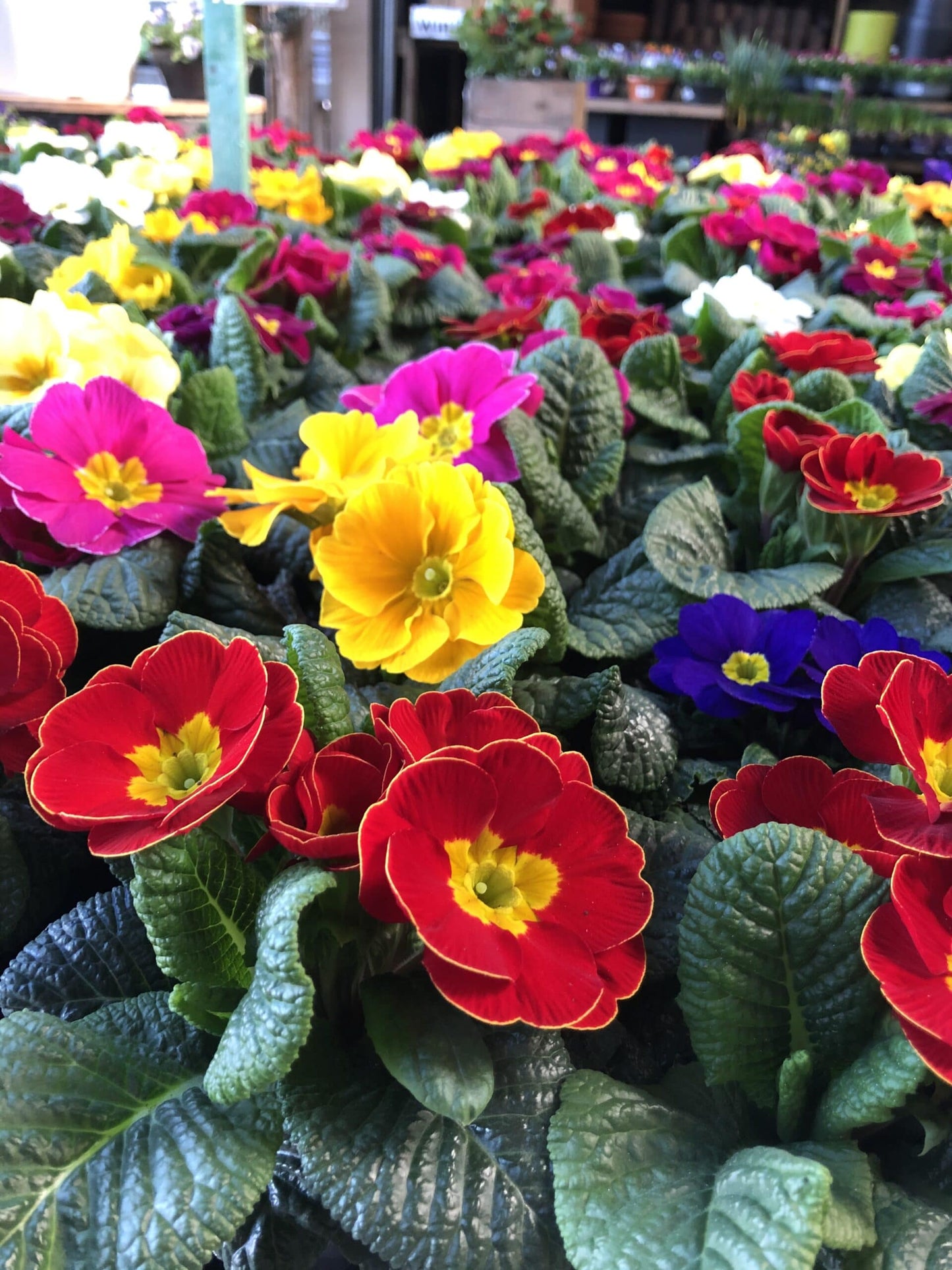 Promo 12 Primula's