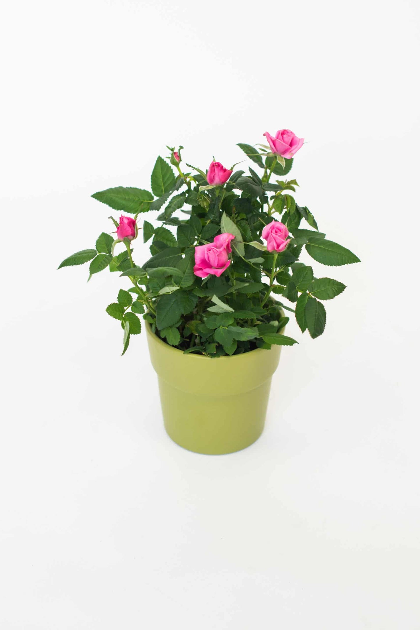 Potroos in bijpassende pot