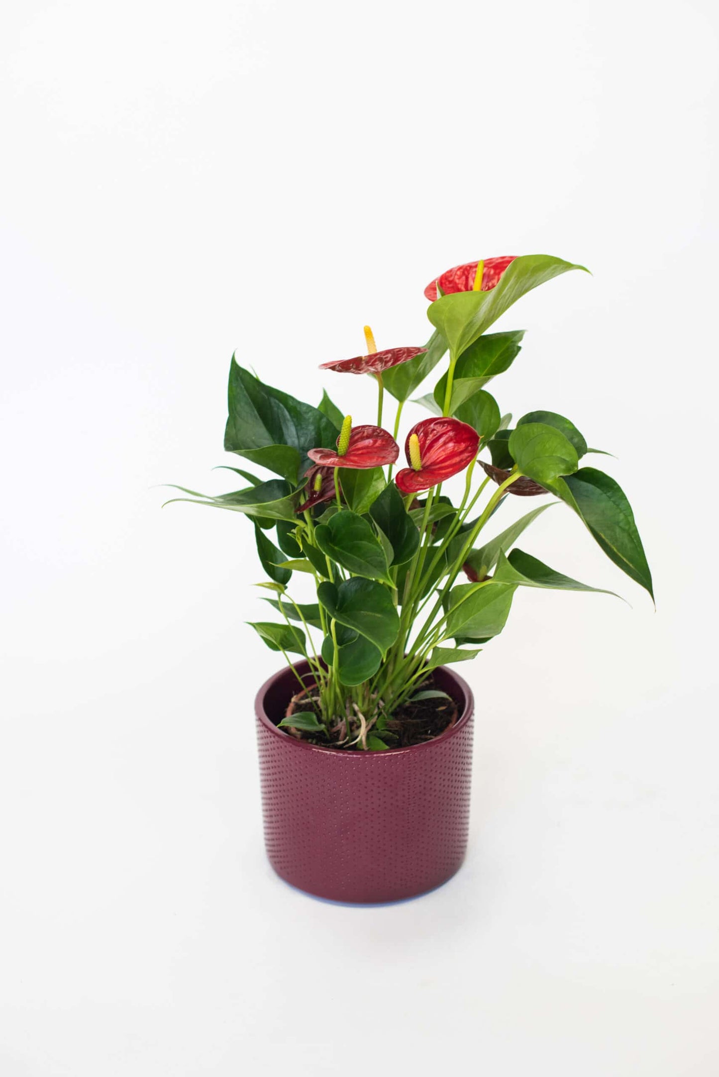 Anthurium
