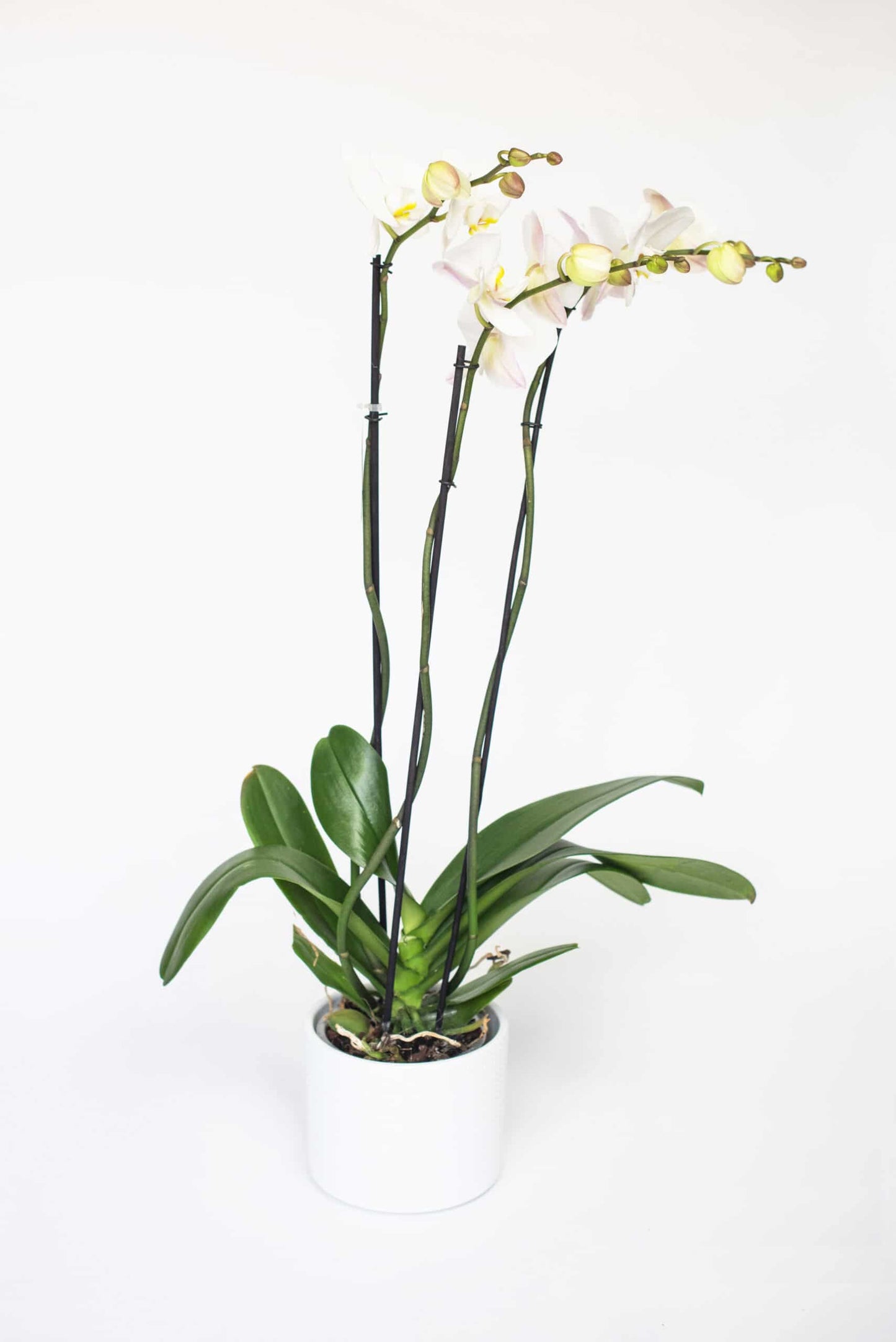 Phalaenopsis groot 3 takken