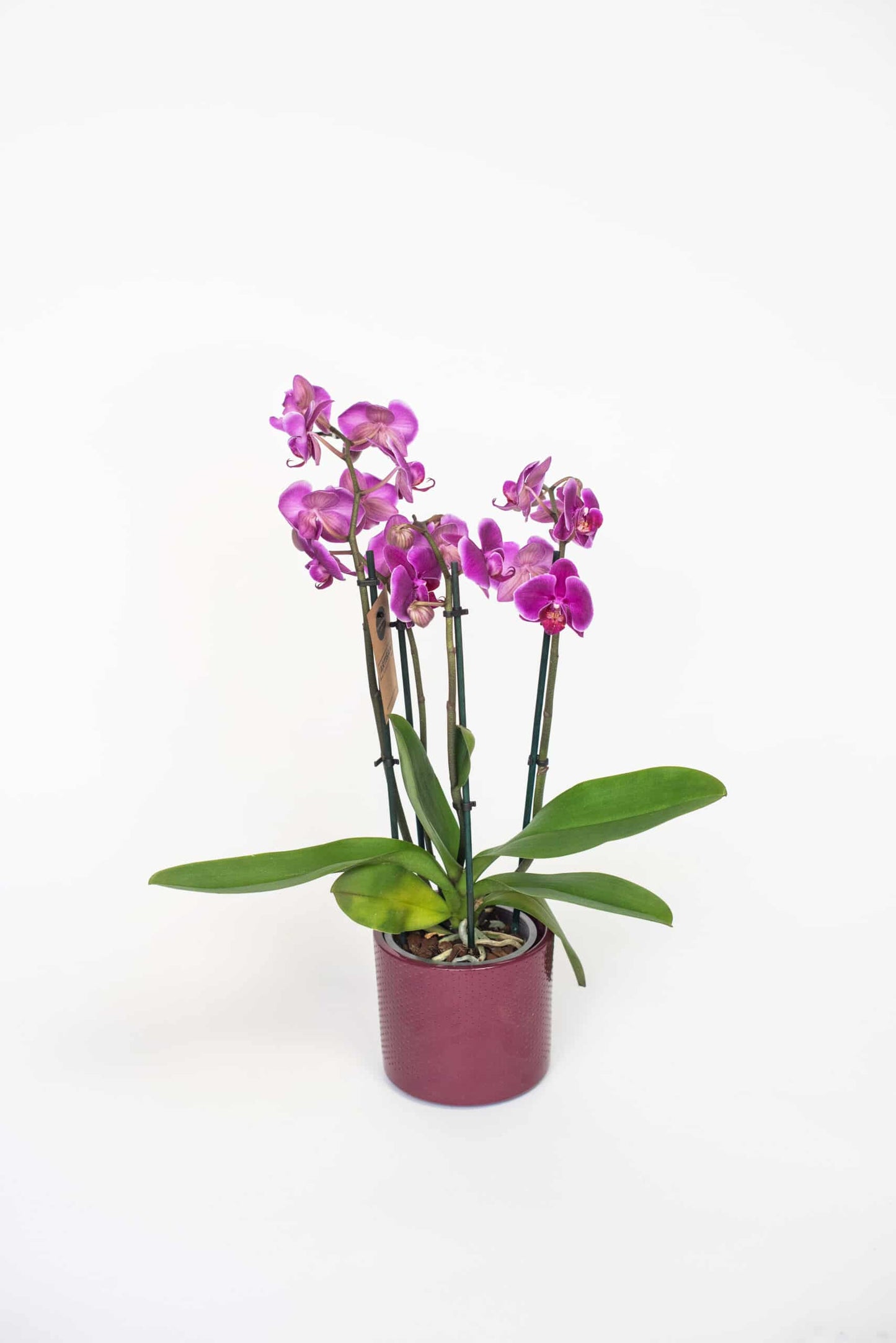 Phalaenopsis mini