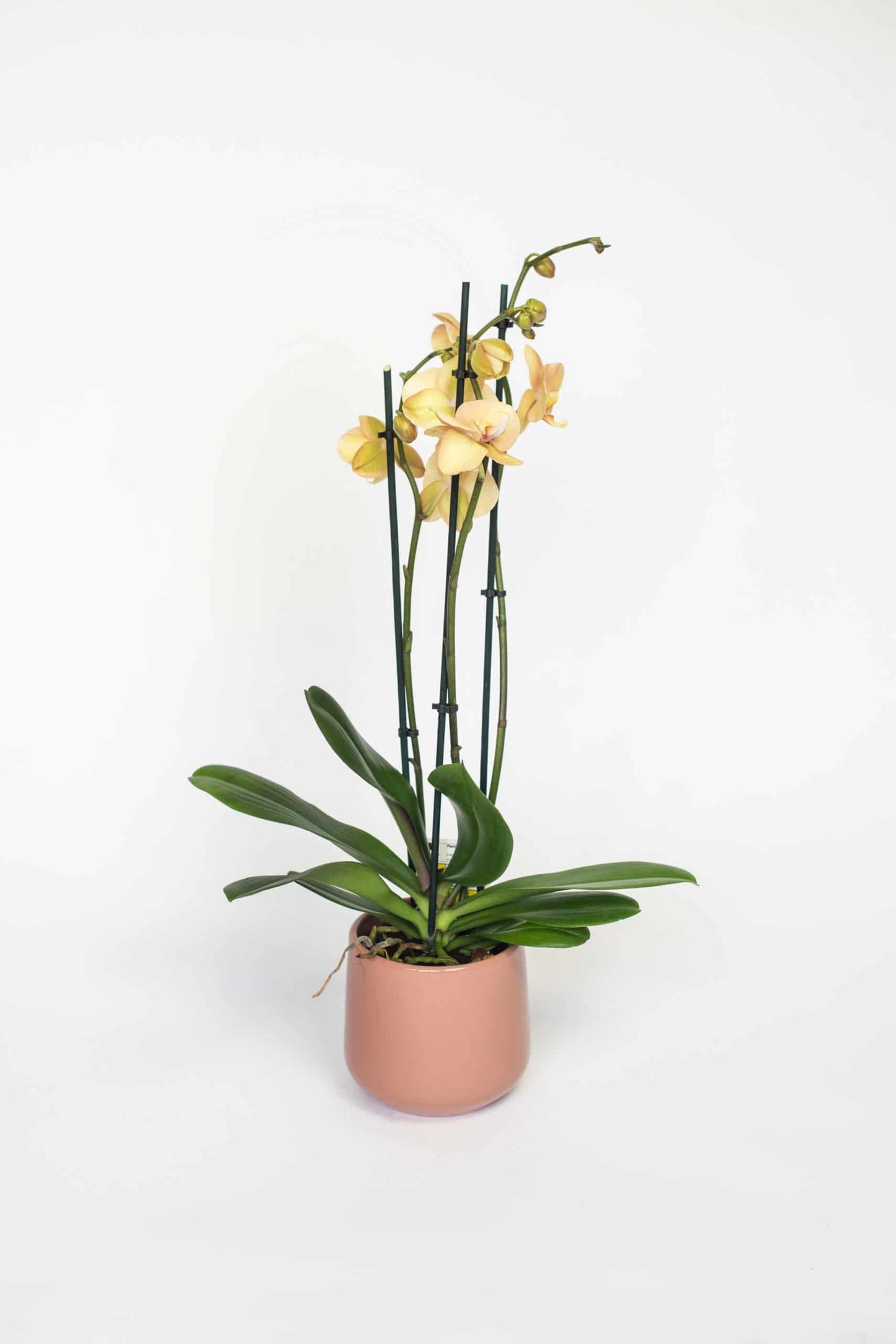 Phalaenopsis in bijpassende pot
