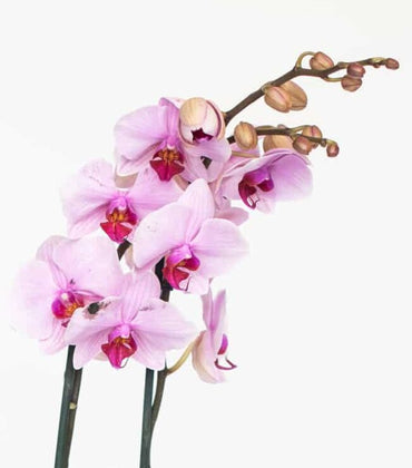 Phalaenopsis in bijpassende pot
