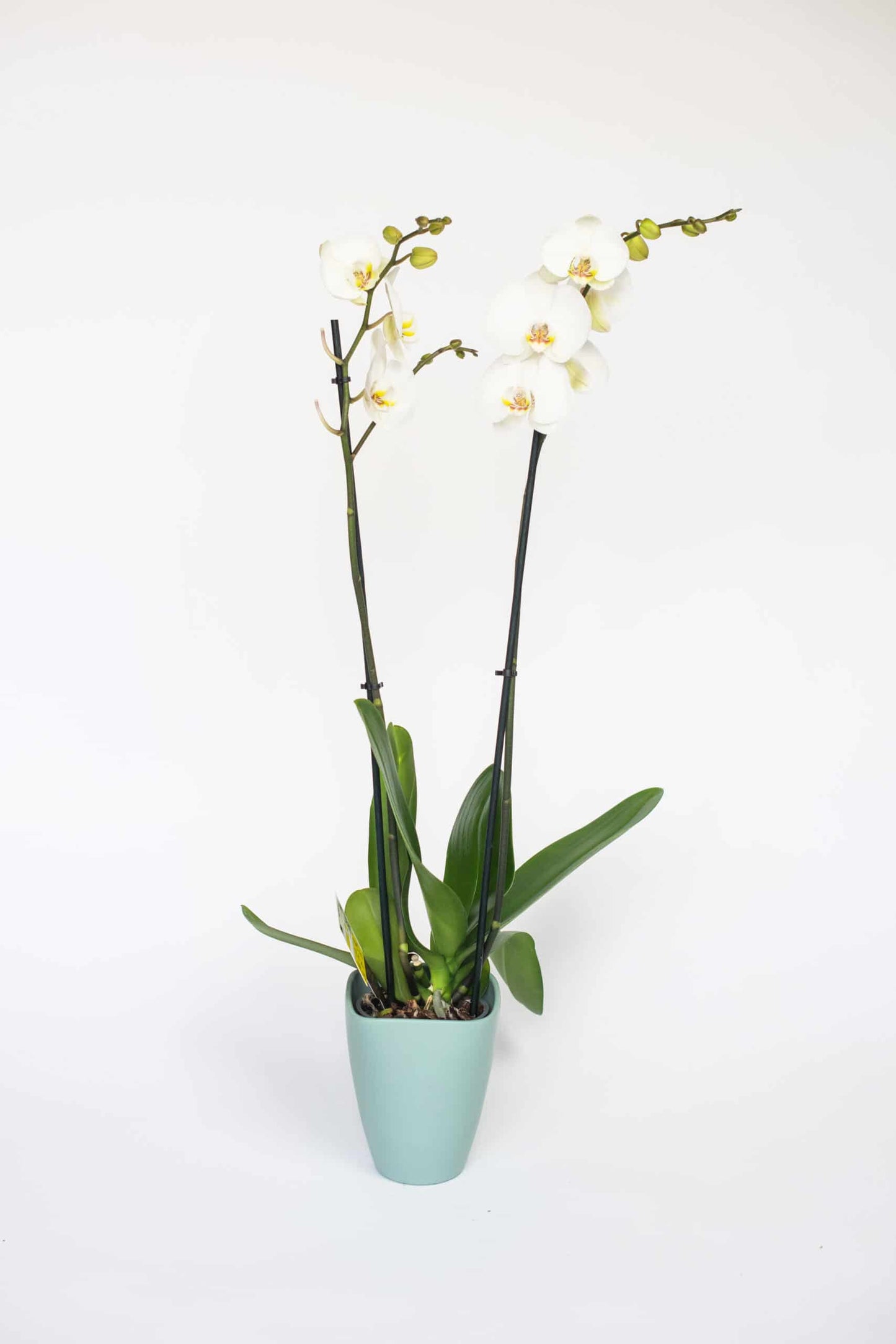 Phalaenopsis wit 2 takken