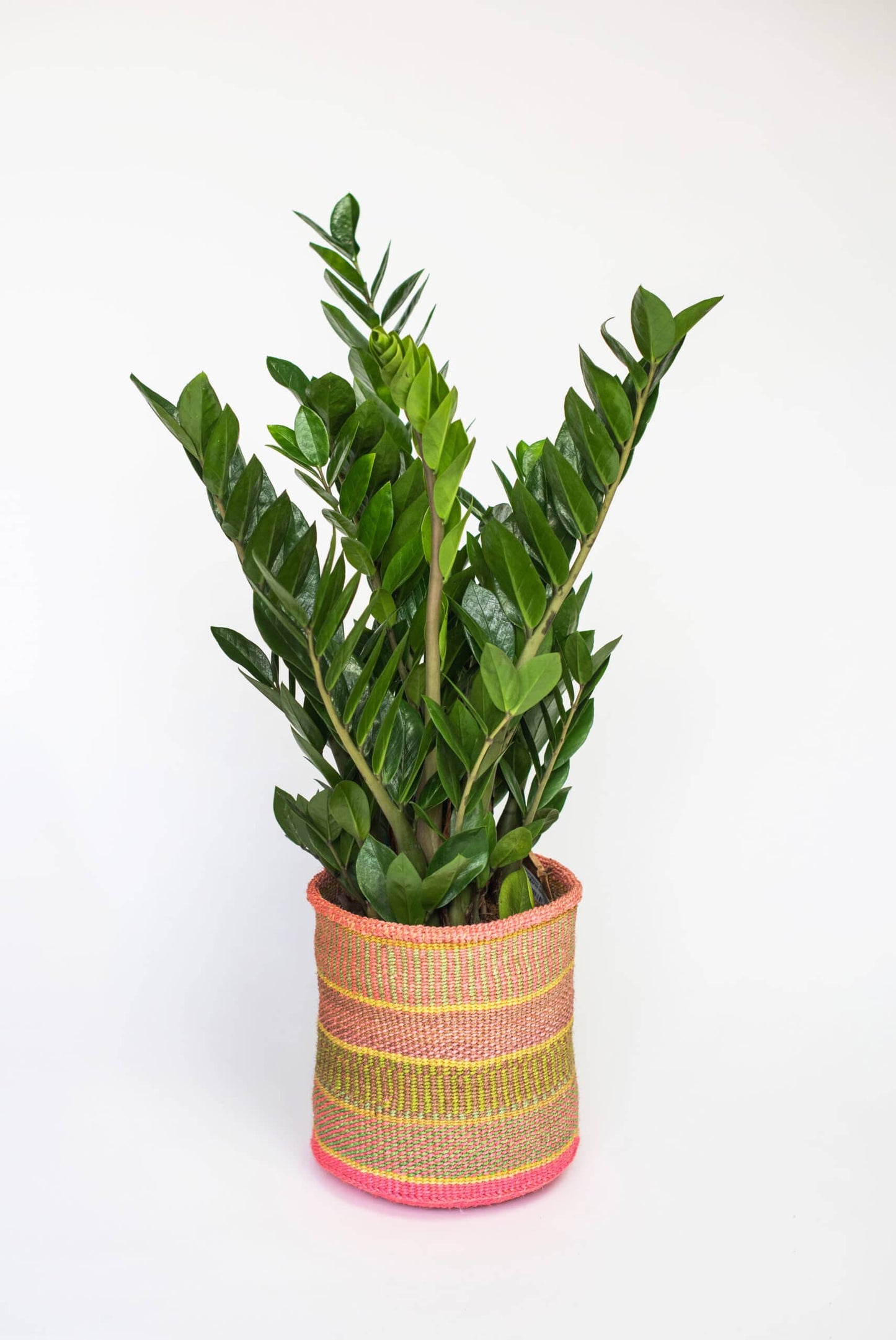 Kamerplant Zamioculcas