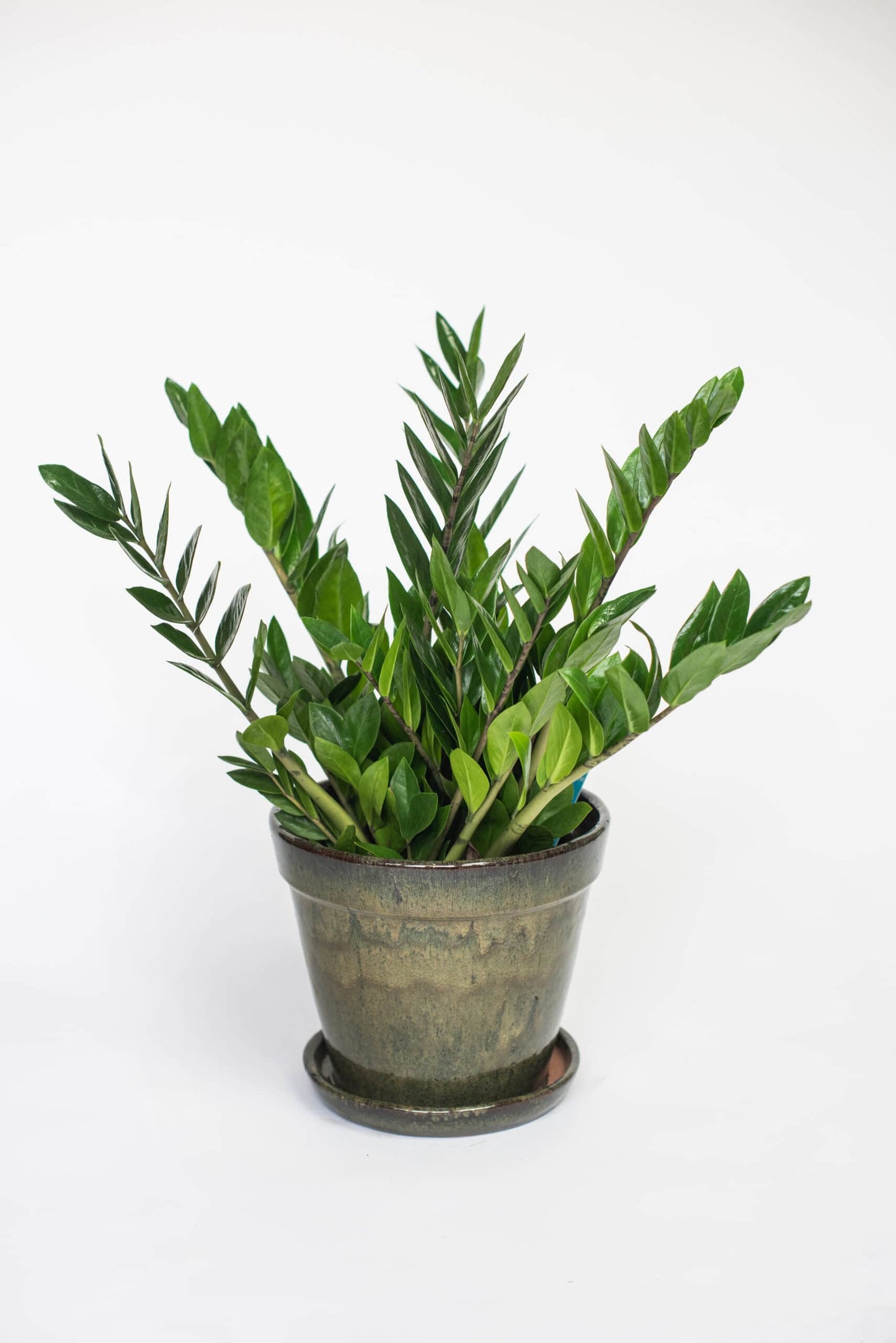 Kamerplant Zamioculcas