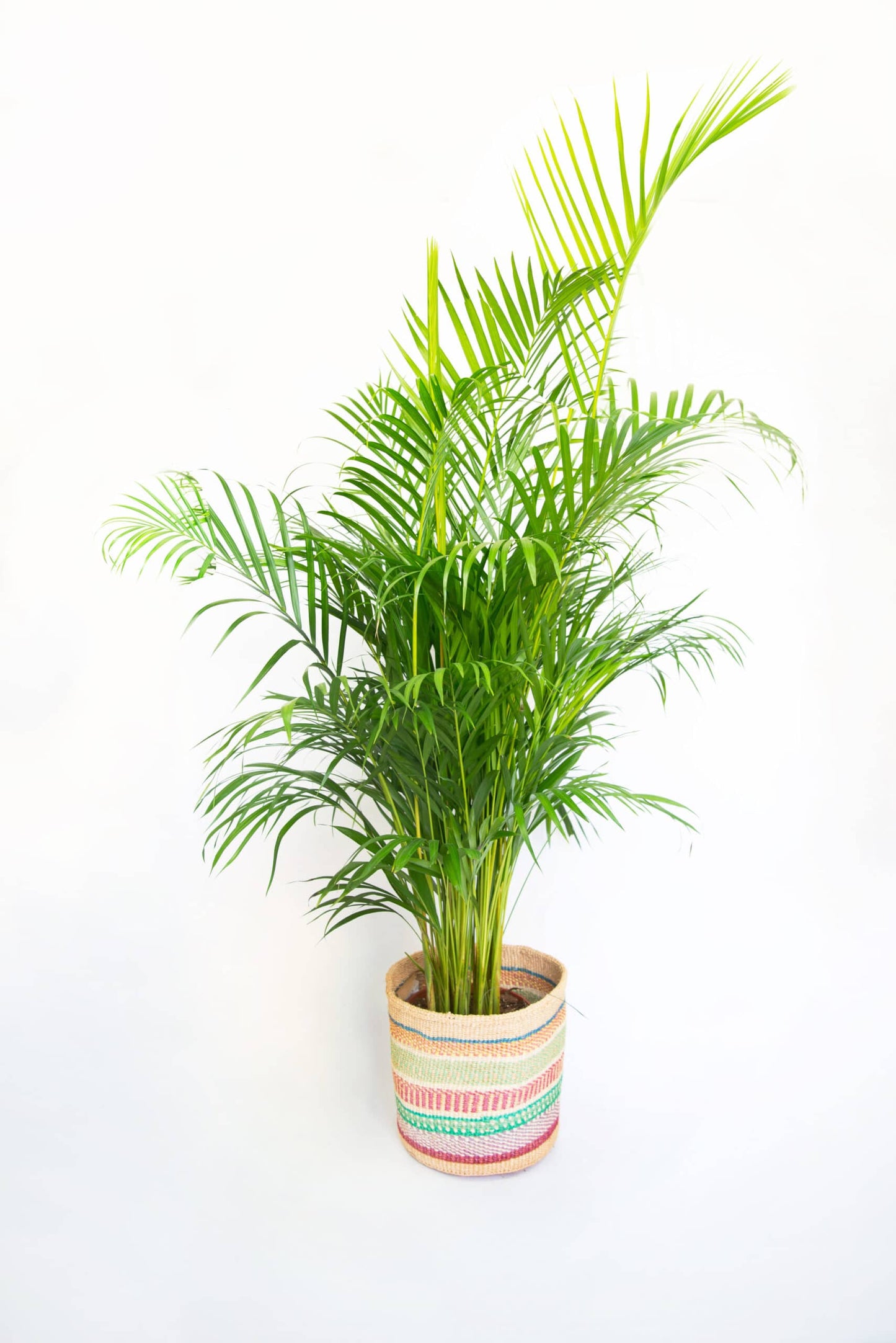 Kamerplant Areca Palm