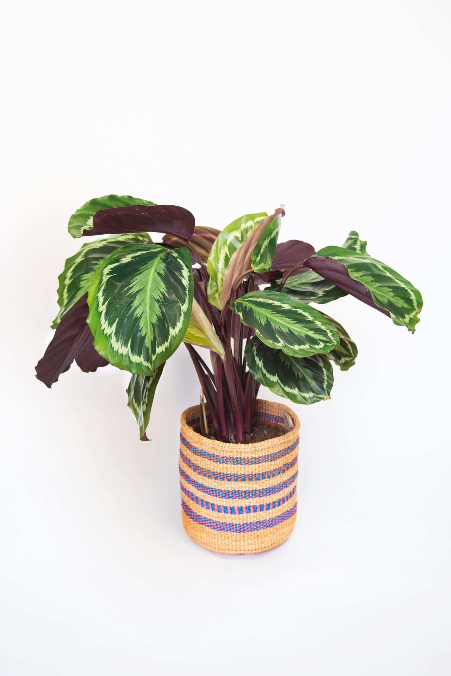 Kamerplant Calathea