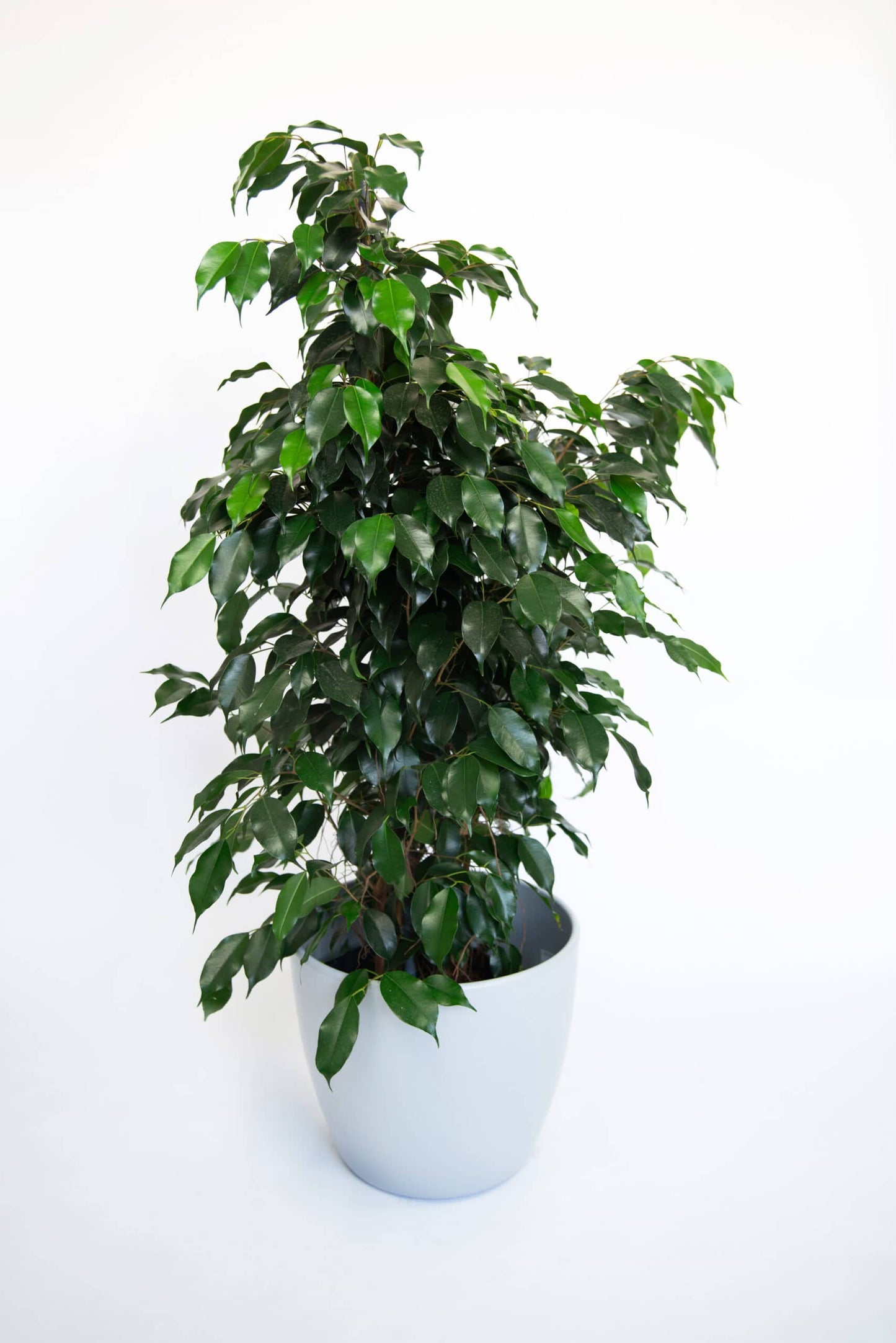 Kamerplant Ficus