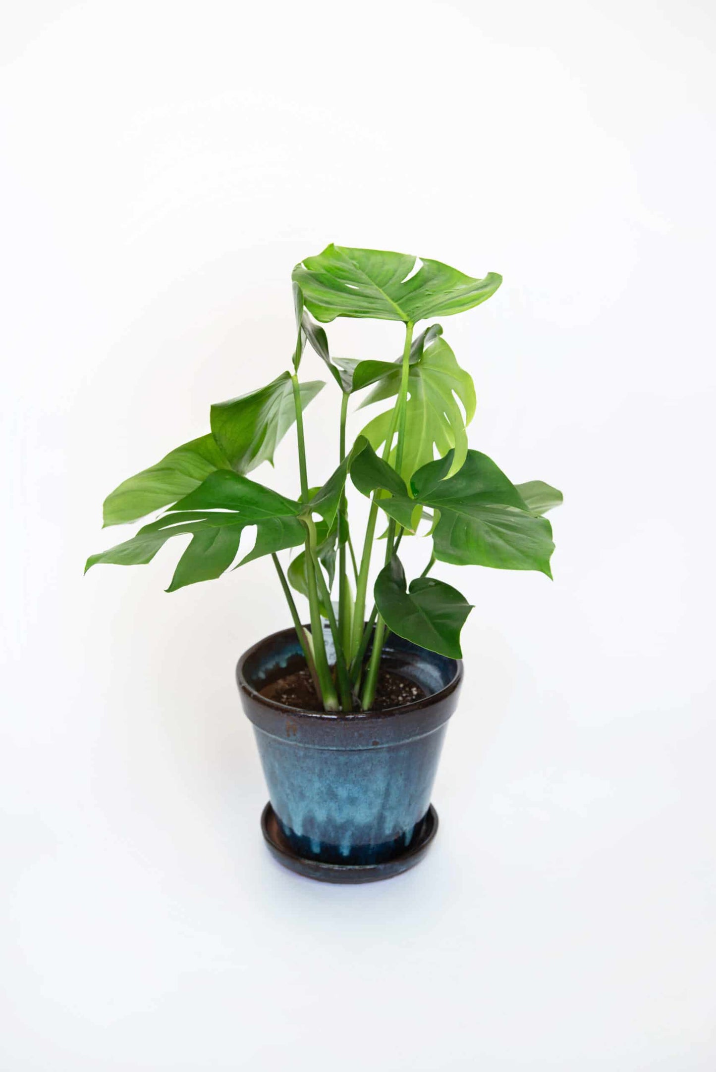 Kamerplant Monstera