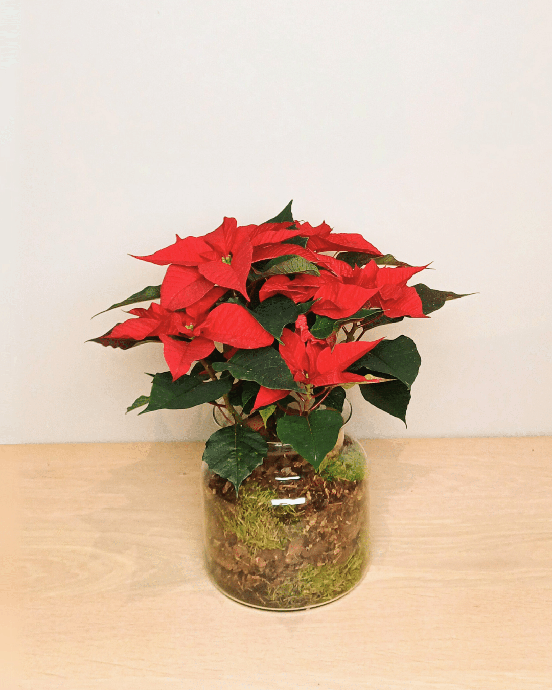 Grote kerstster in glas