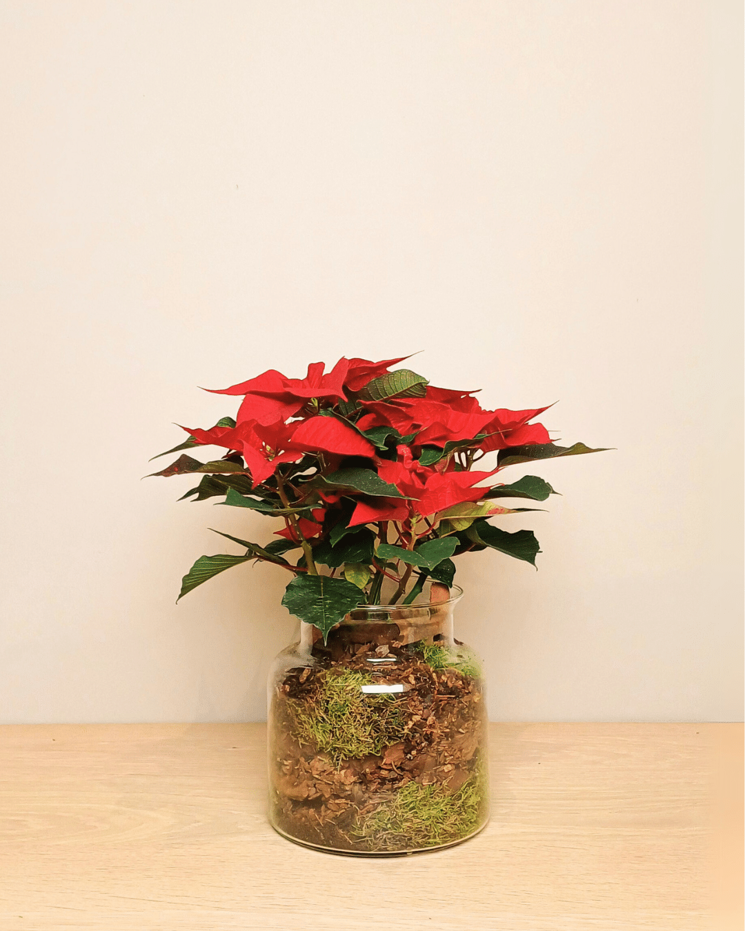 Grote kerstster in glas