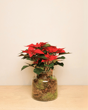 Grote kerstster in glas