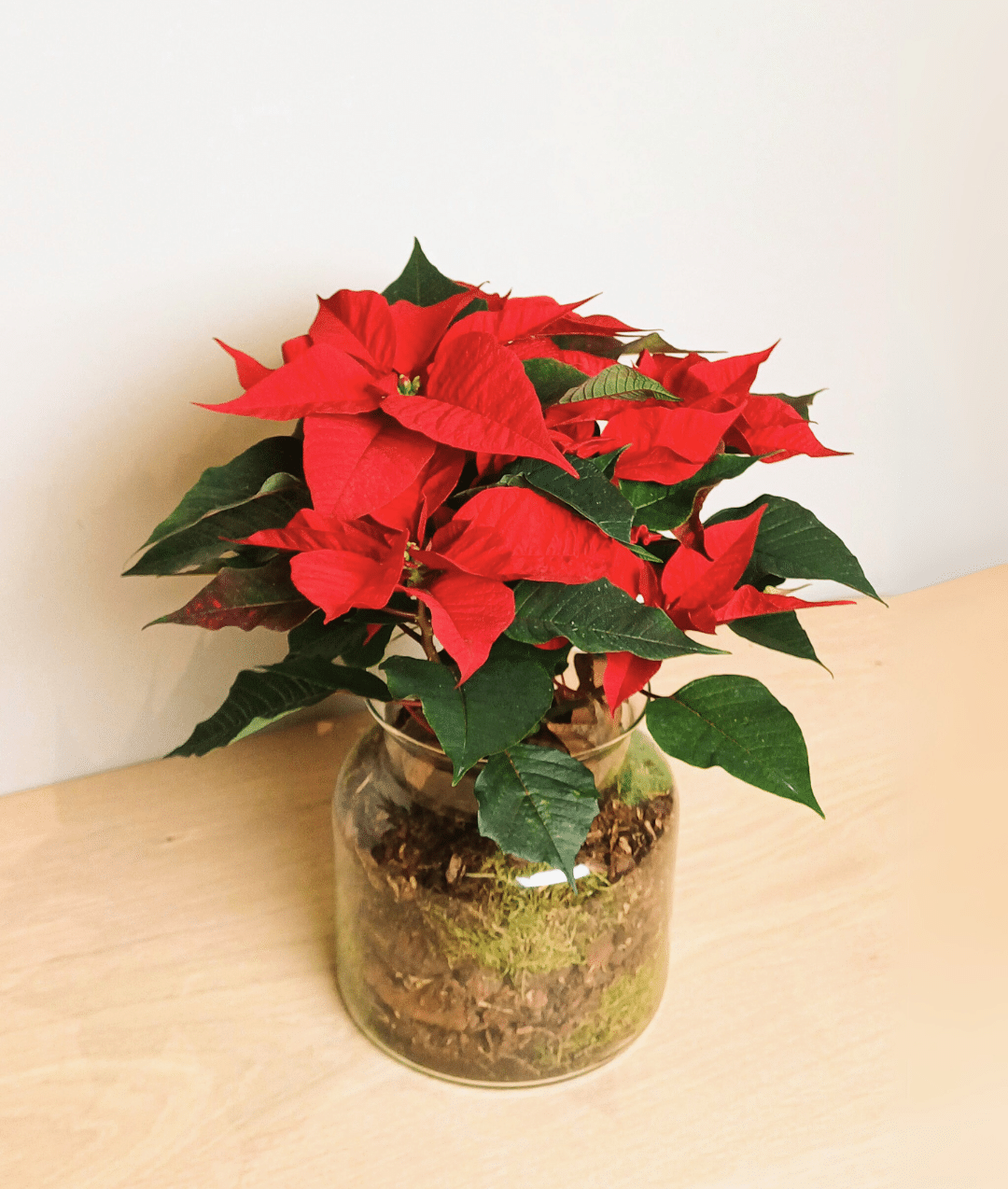 Grote kerstster in glas