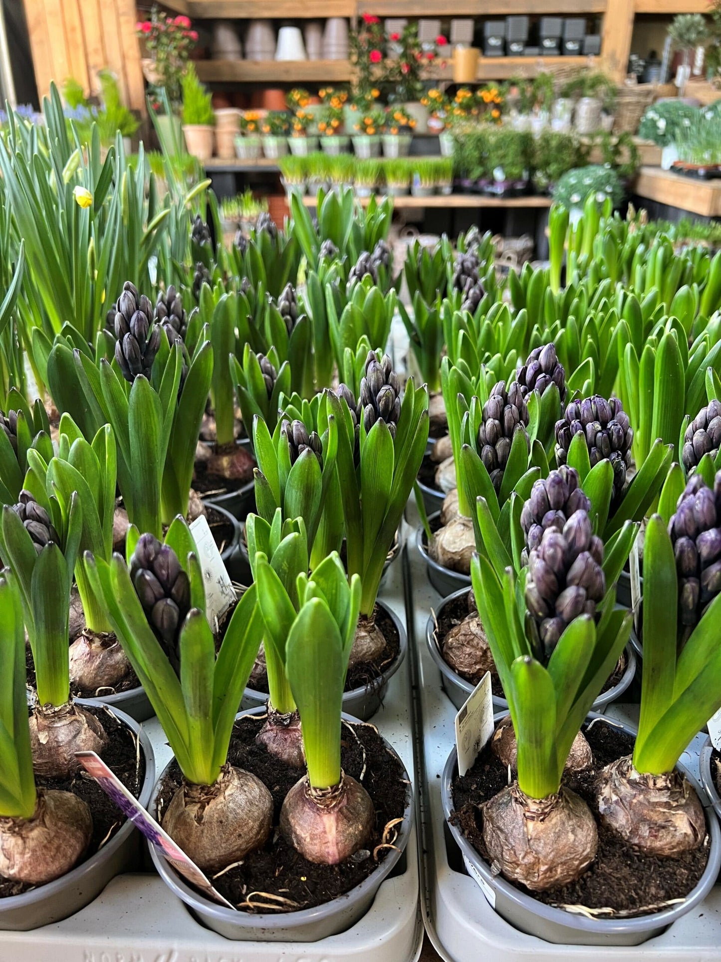 Hyacint in pot