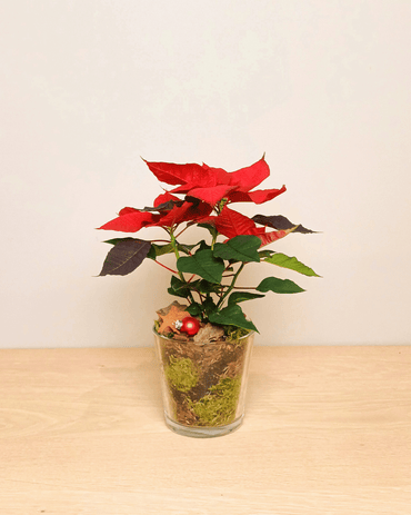 Kleine kerstster in glas