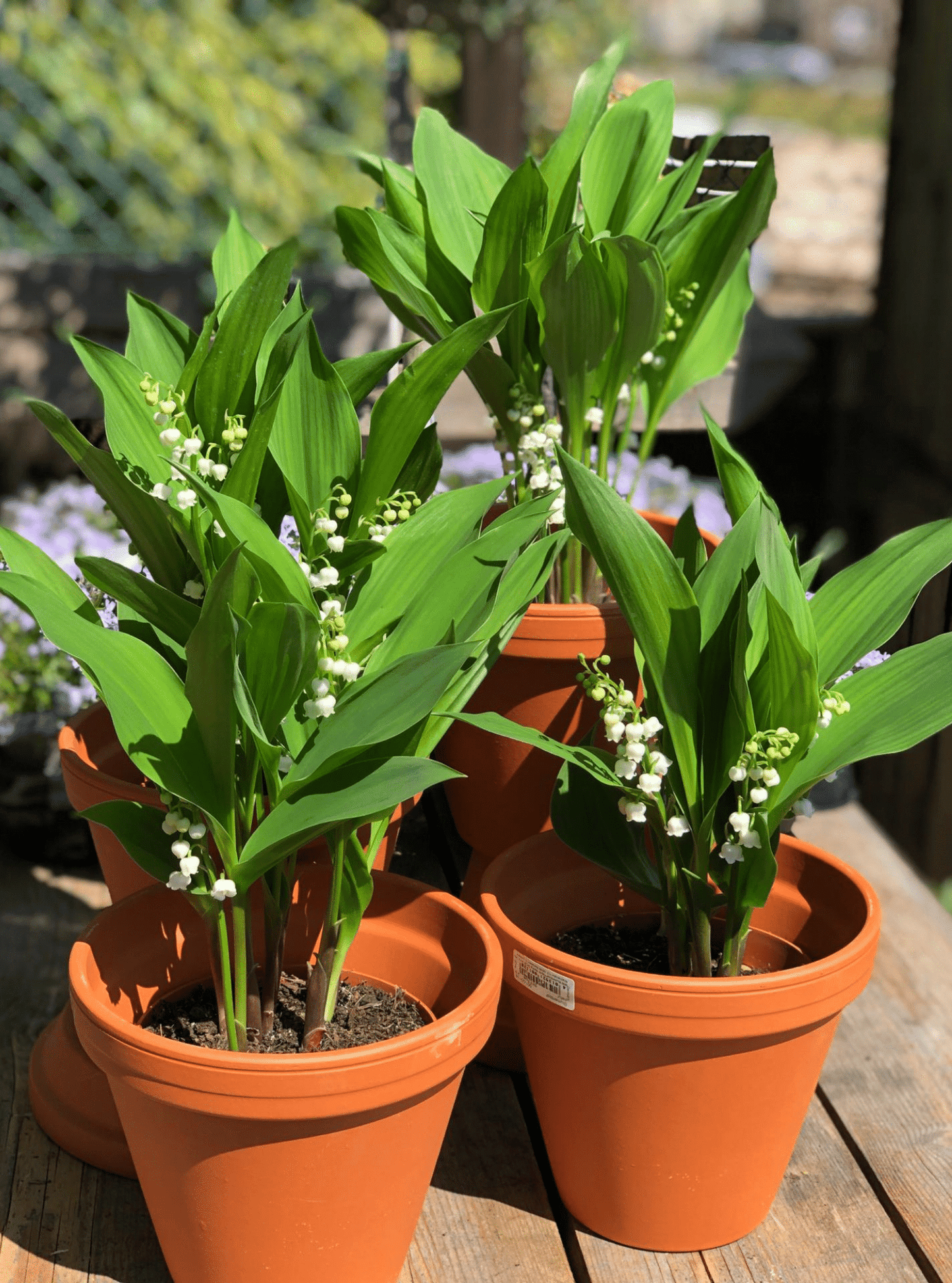 Meiklokjes in pot