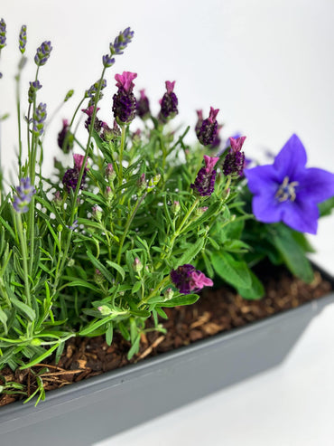 BIJzondere plantencoupe