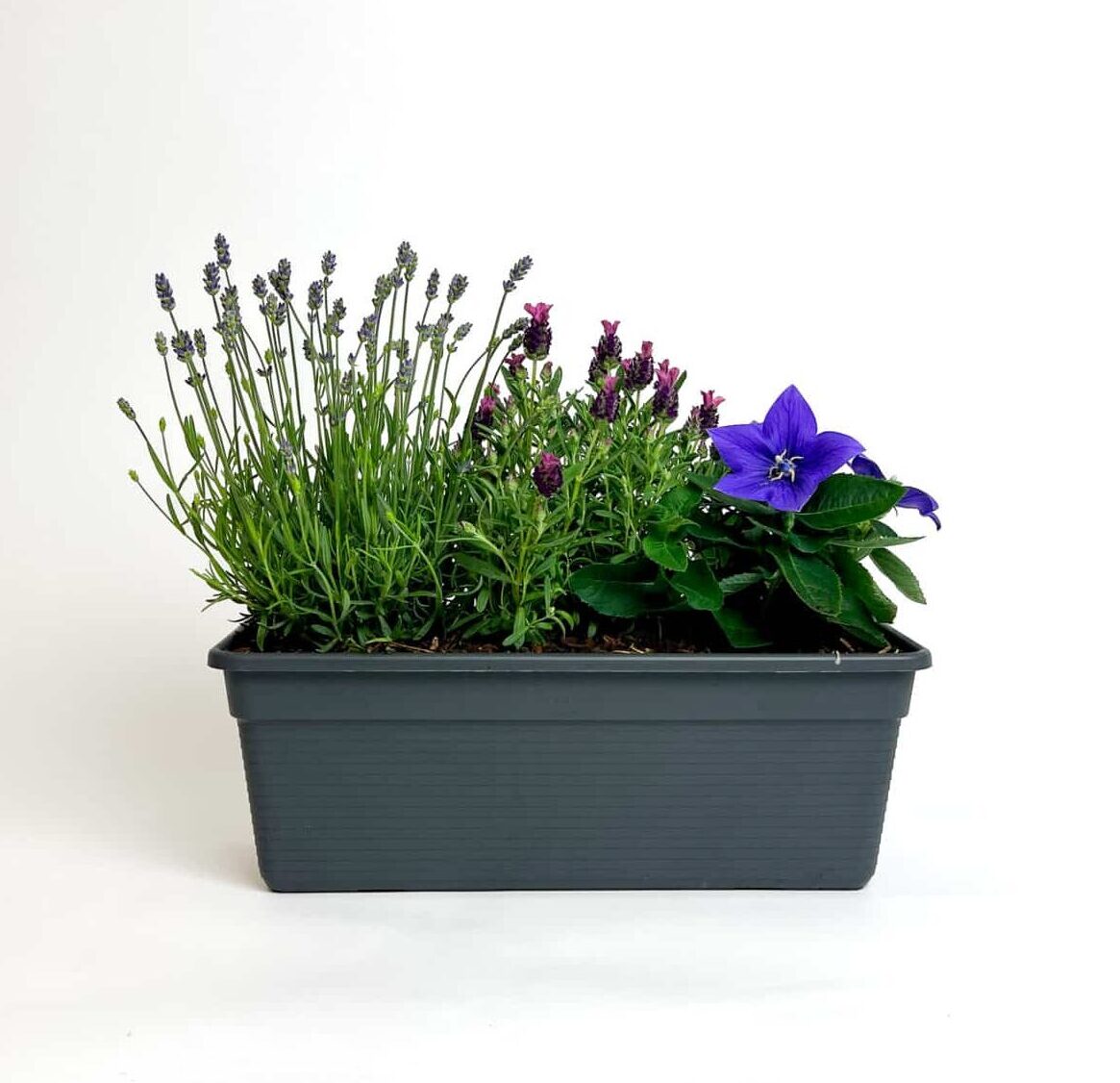 BIJzondere plantencoupe