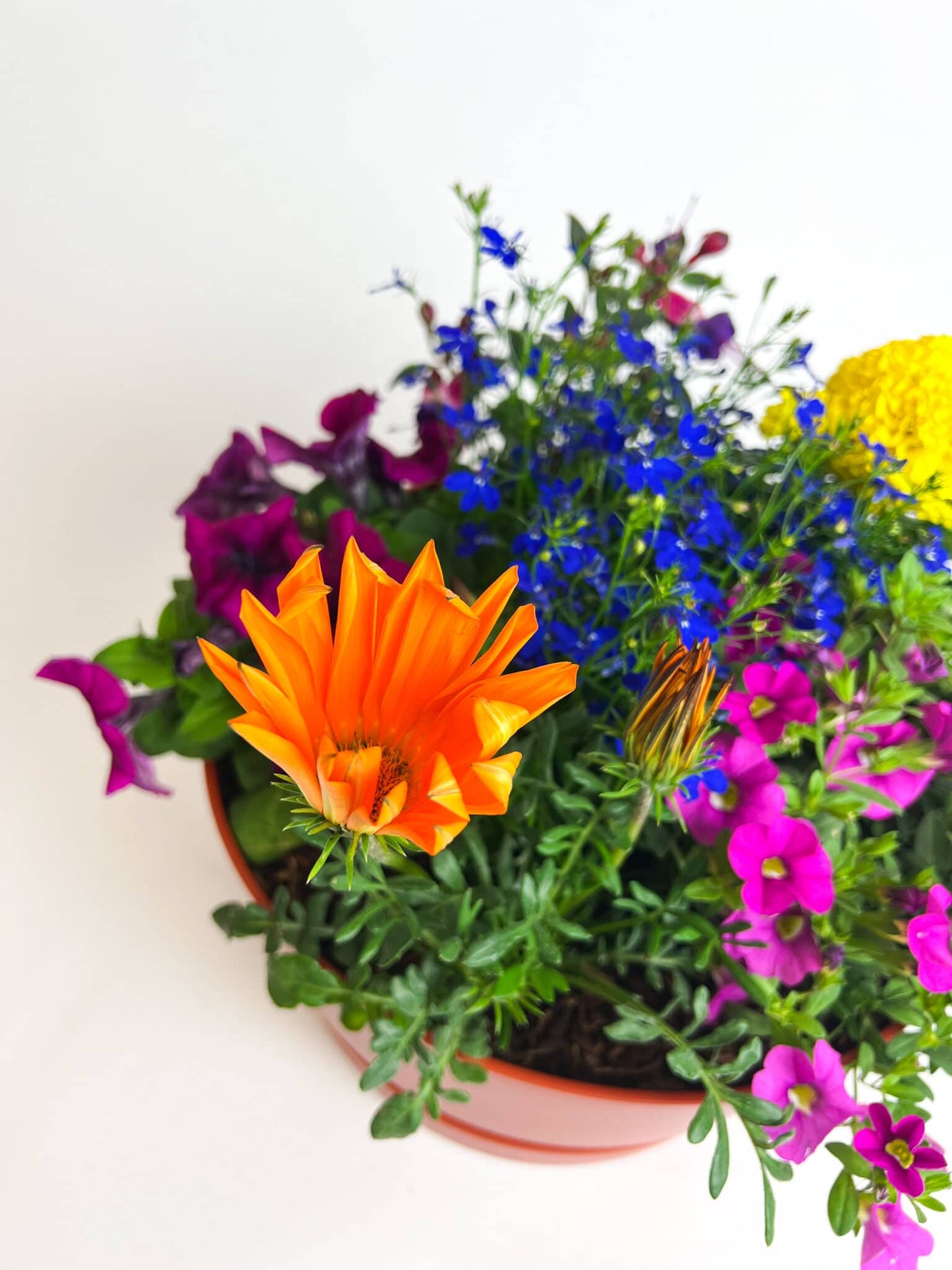 Bee Happy plantencoupe