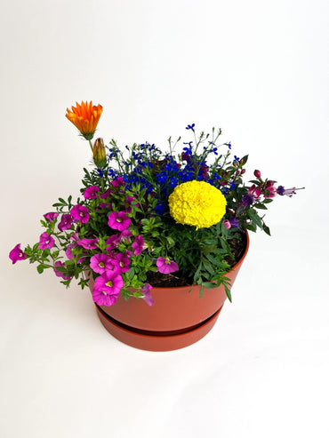Bee Happy plantencoupe