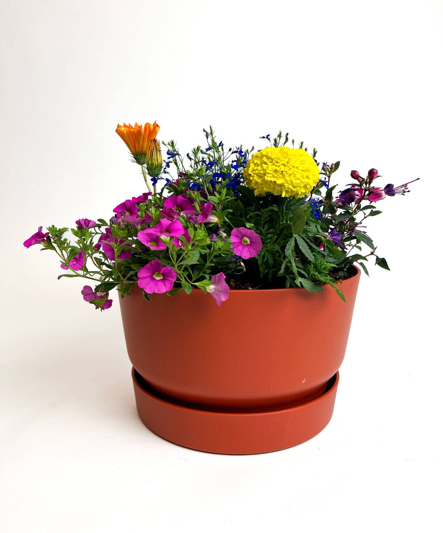 Bee Happy plantencoupe