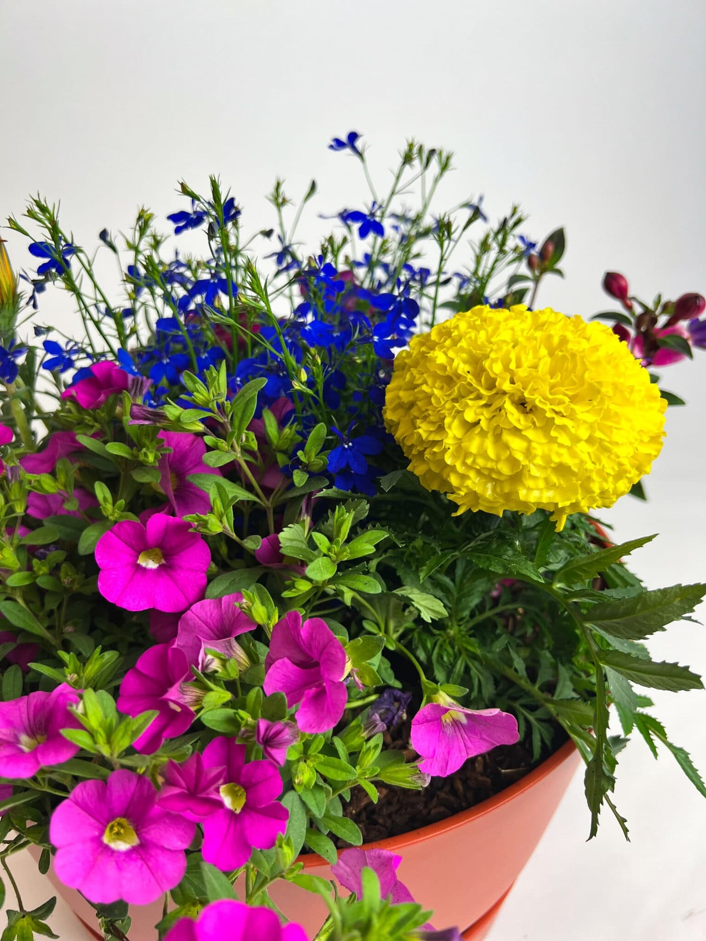 Bee Happy plantencoupe