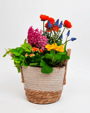 Plantencoupe Mix