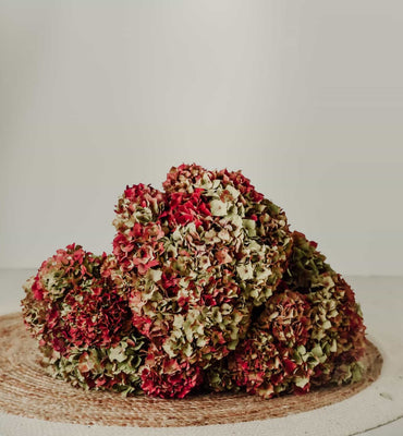 Promo Franse Hortensia