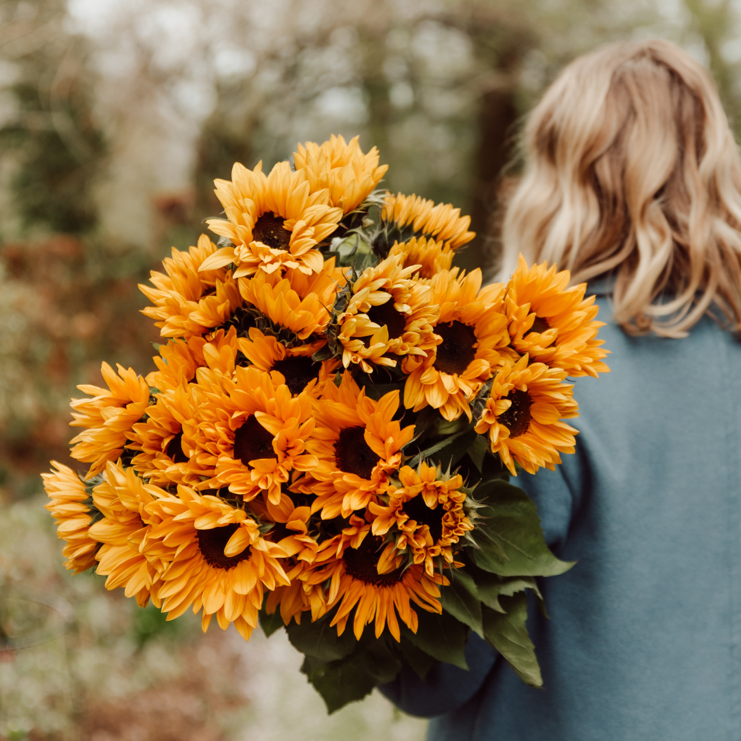 Promo Zonnebloemen