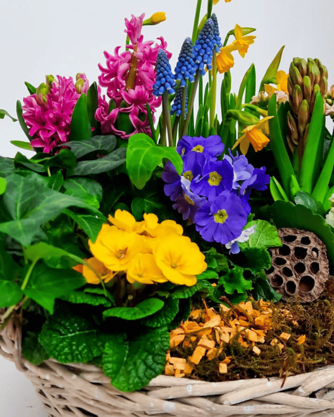 Voorjaars plantencoupe