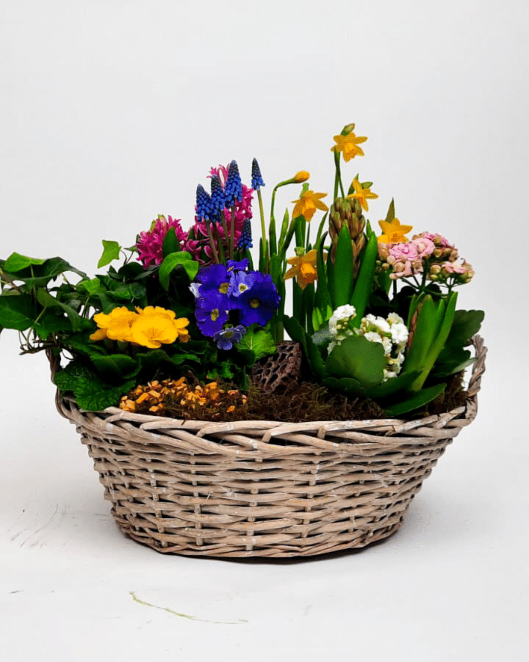 Voorjaars plantencoupe