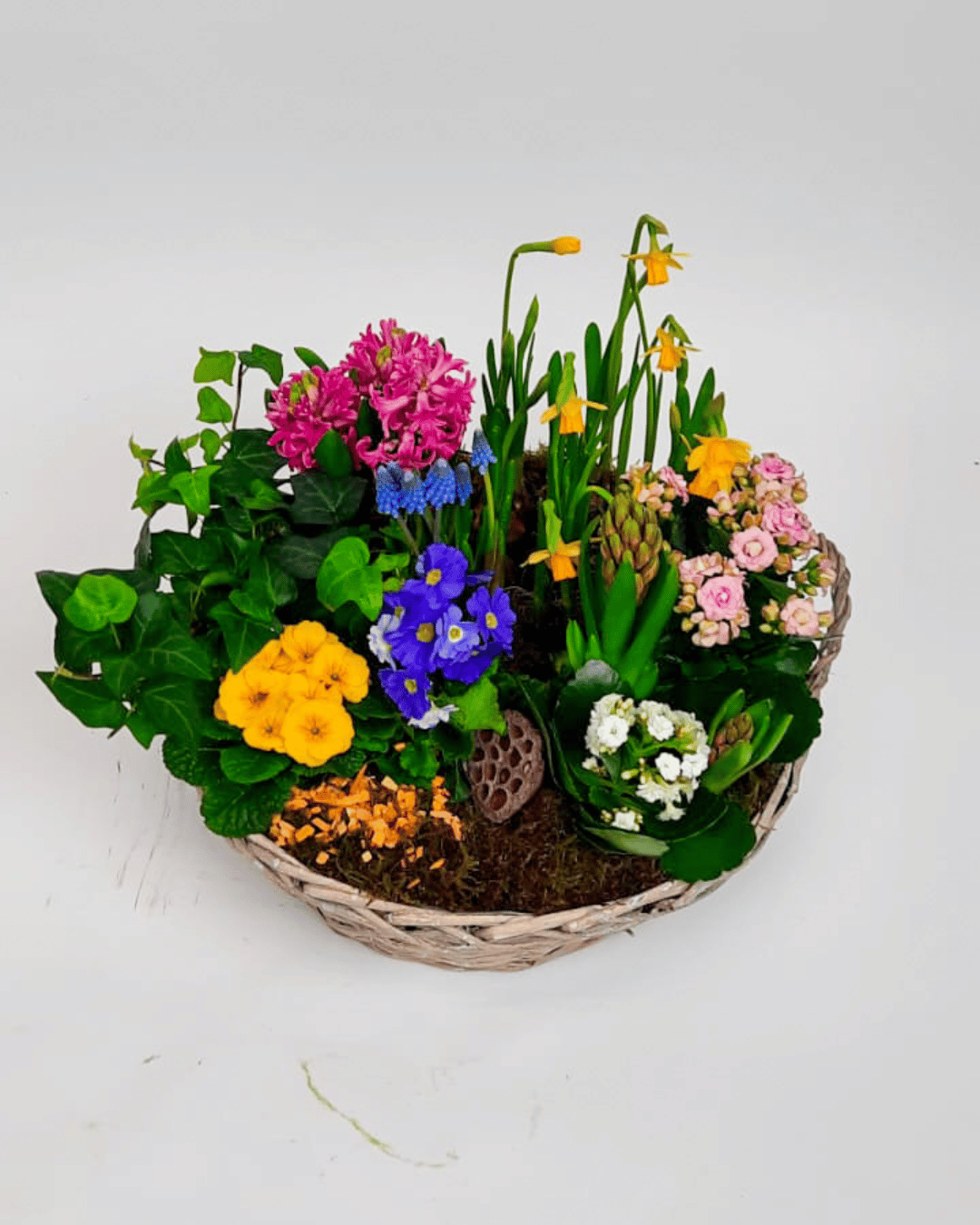 Voorjaars plantencoupe