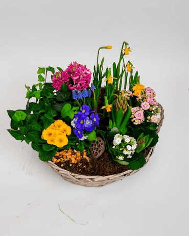Voorjaars plantencoupe