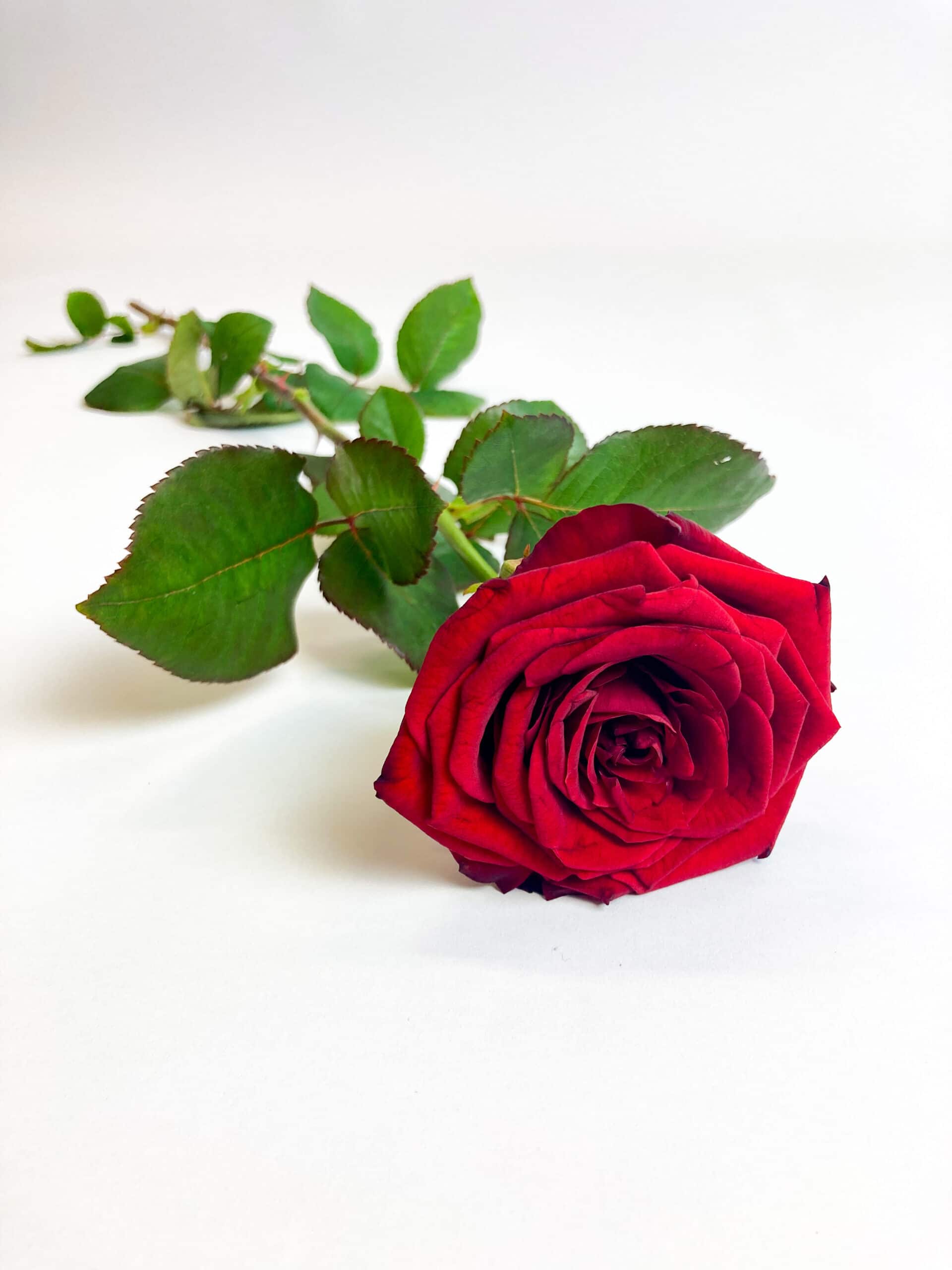 Actie eetbaar Interpretatief Rode roos per stuk online bestellen | Philippo Rozen