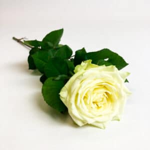 witte roos per stuk