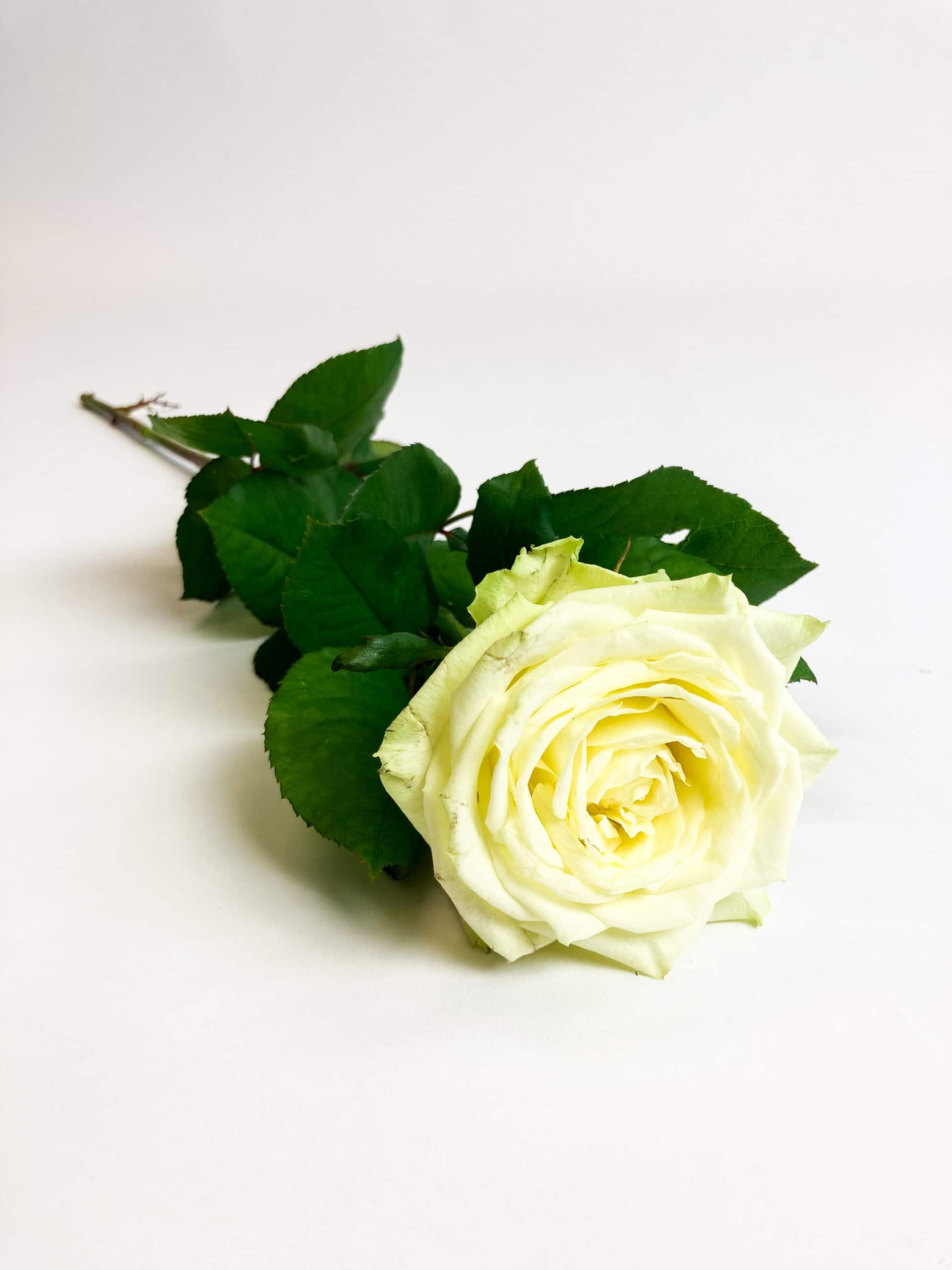 Katholiek Overeenkomstig met Stun Witte roos per stuk online bestellen | Philippo Rozen