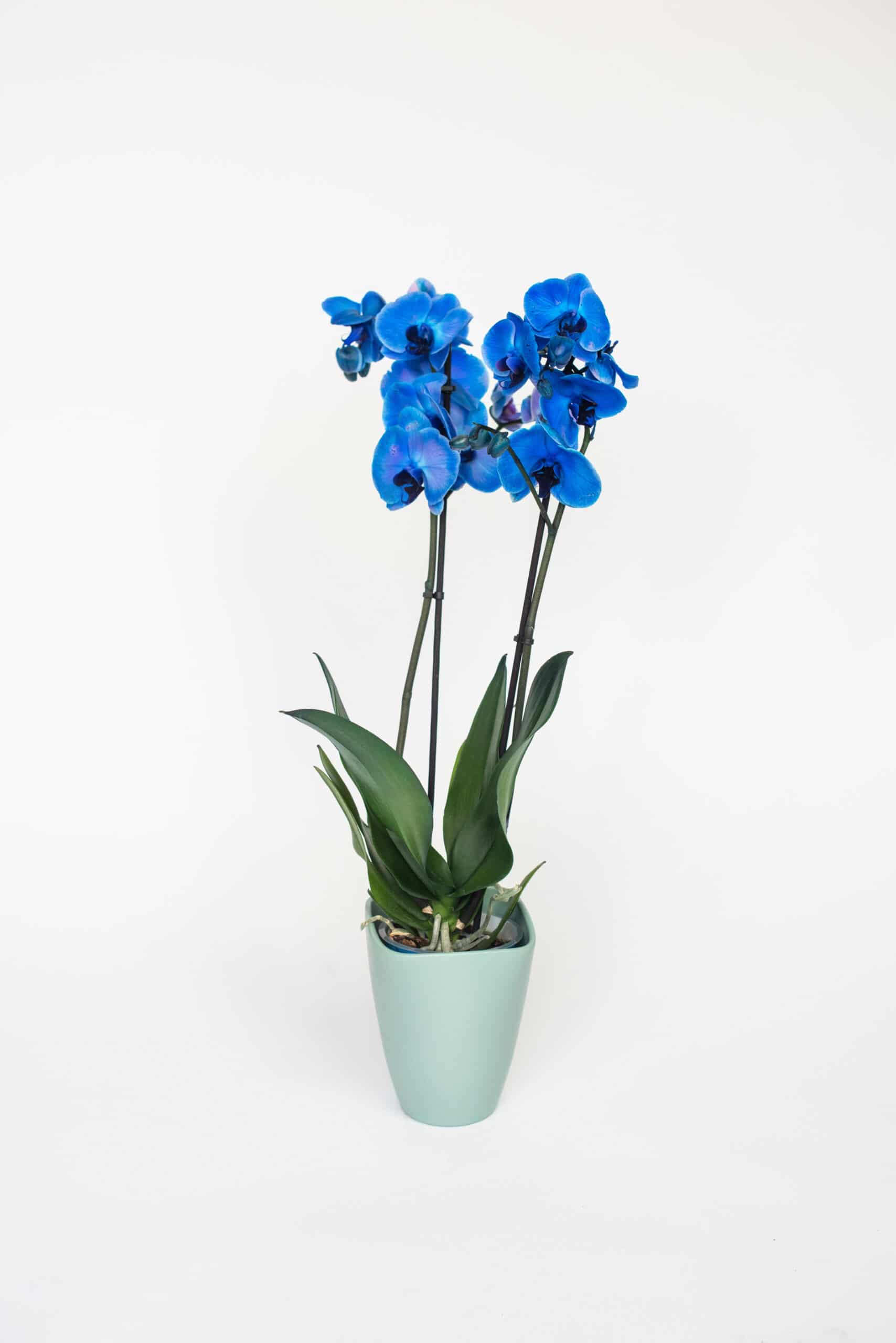 Strippen Uitvoeren Een trouwe Bloeiende plant | Blauwe Orchidee | Online bestellen | Philippo Flowers