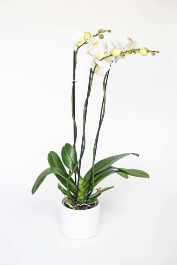 phalaenopsis groot 3 takken