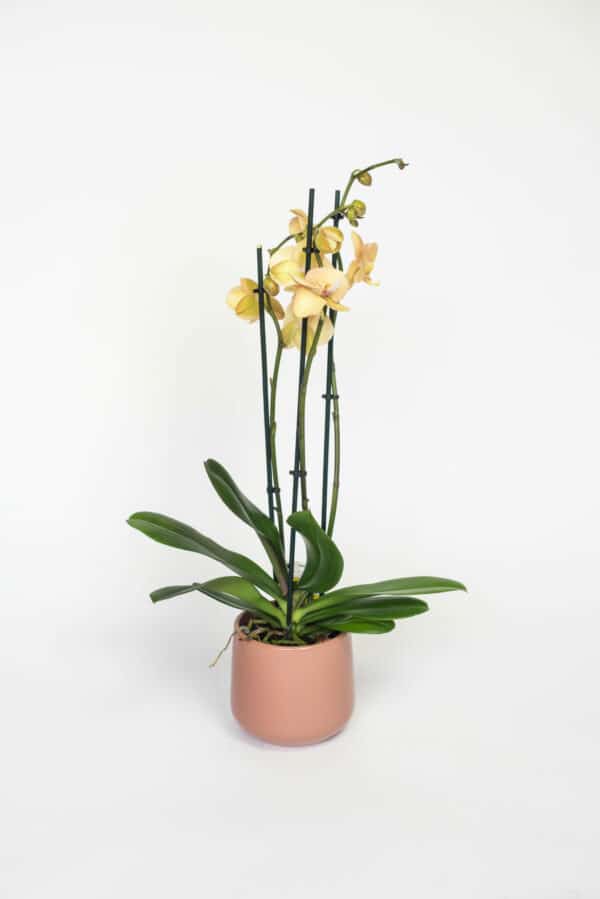 phalaenopsis in bijpassende pot