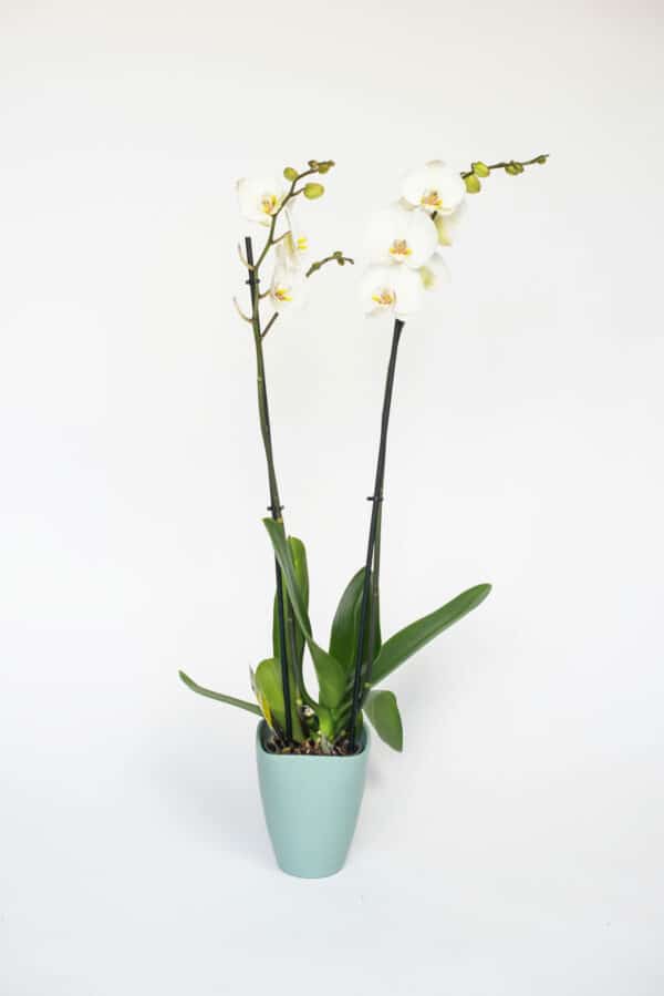 phalaenopsis wit 2 takken